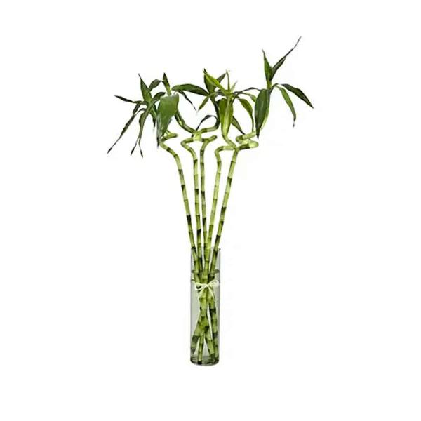 Lucky Bamboo Order your flowers online from cairo.jasminegift.com, and we'll deliver it same day in Cairo